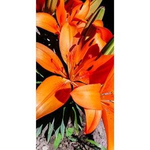 Meet your Posher, Ally